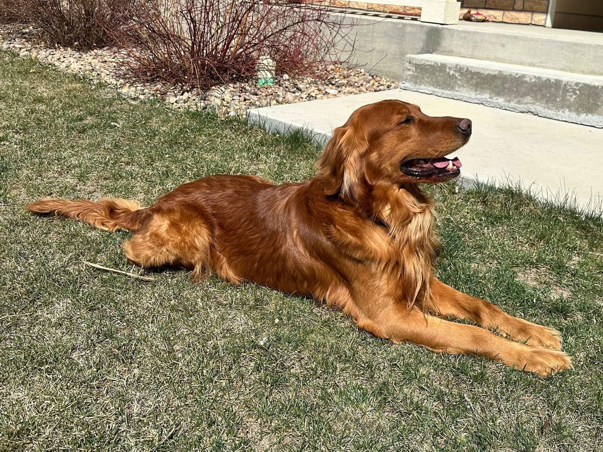 2 Summer Litters Red & Mahogany Golden Retreivers breeder image 3