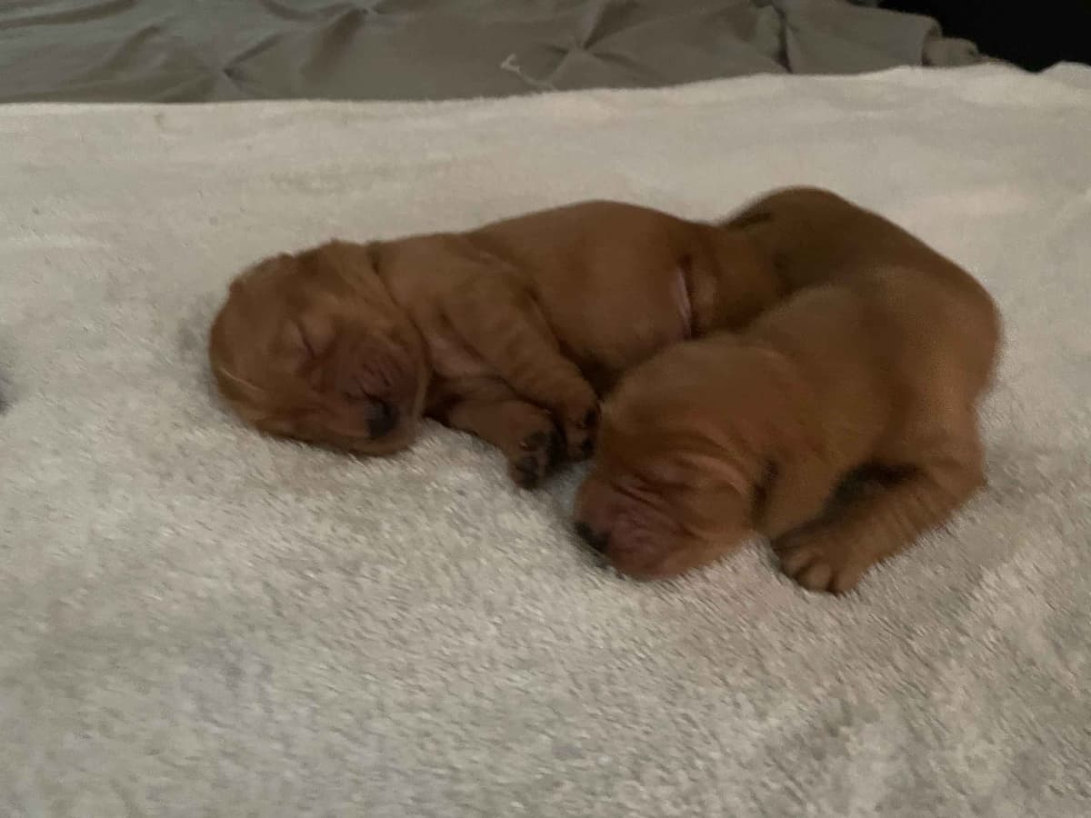 2 Summer Litters Red & Mahogany Golden Retreivers breeder image 13