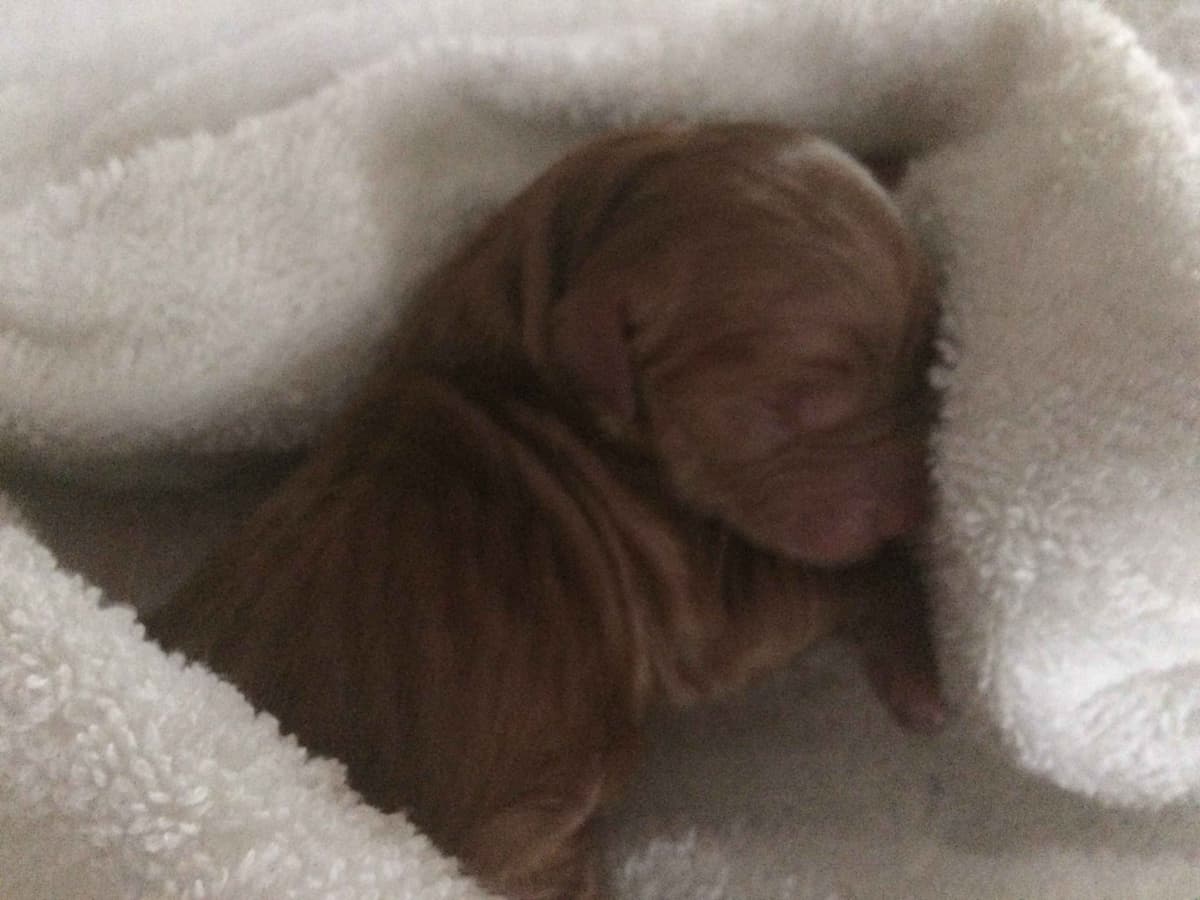 2 Summer Litters Red & Mahogany Golden Retreivers breeder image 15