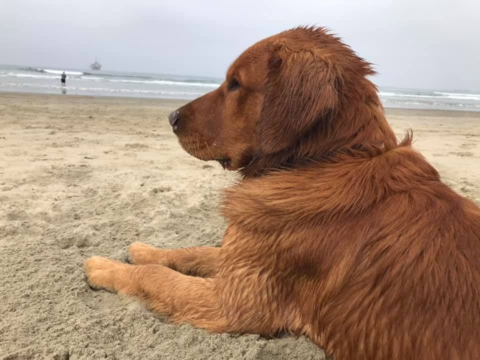2 Summer Litters Red & Mahogany Golden Retreivers breeder image 17