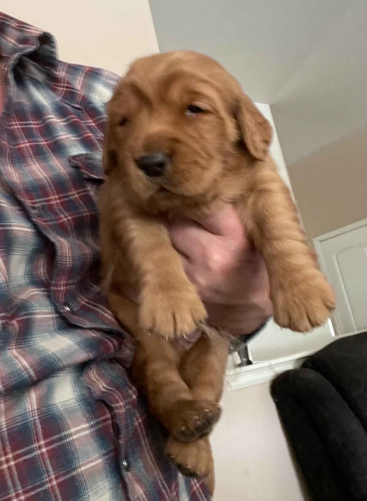 2 Summer Litters Red & Mahogany Golden Retreivers breeder image 6