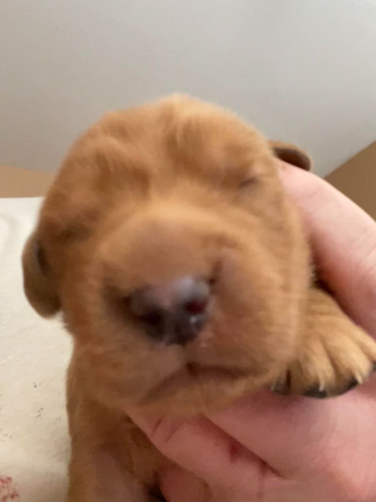 2 Summer Litters Red & Mahogany Golden Retreivers breeder image 22