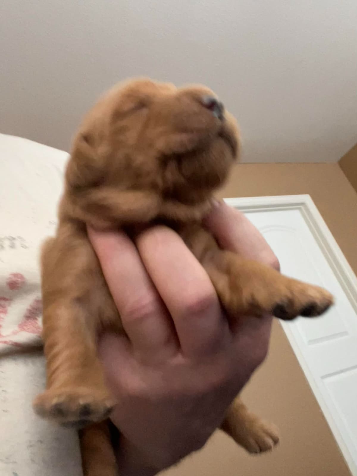 2 Summer Litters Red & Mahogany Golden Retreivers breeder image 23