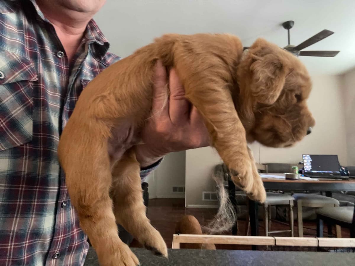 2 Summer Litters Red & Mahogany Golden Retreivers breeder image 4