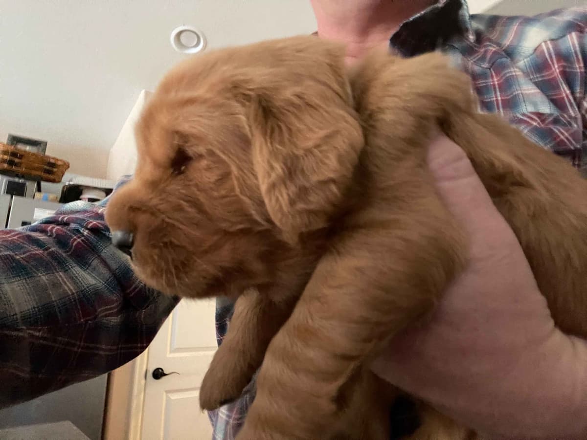 2 Summer Litters Red & Mahogany Golden Retreivers breeder image 26