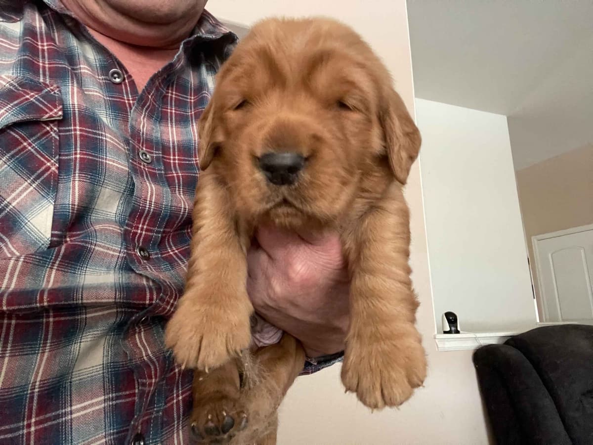 2 Summer Litters Red & Mahogany Golden Retreivers breeder image 5
