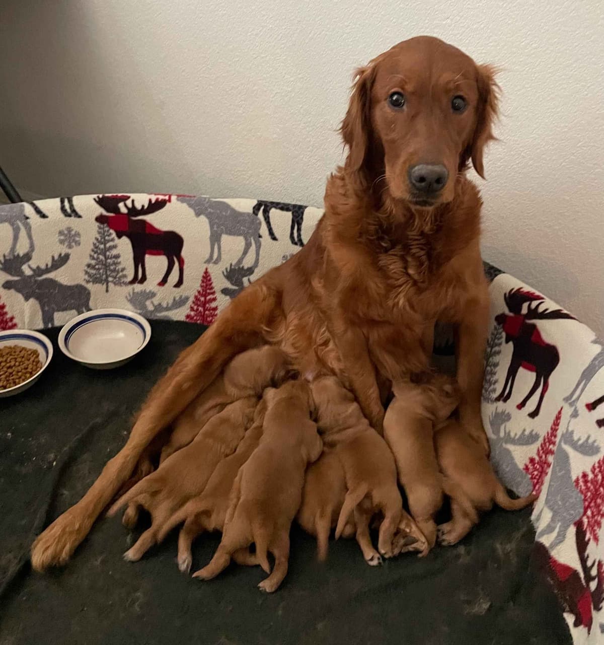 2 Summer Litters Red & Mahogany Golden Retreivers breeder image 10