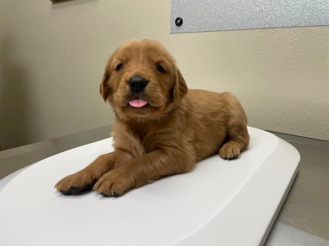 2 Summer Litters Red & Mahogany Golden Retreivers media 3