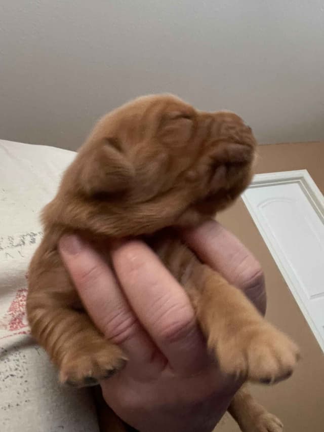 2 Summer Litters Red & Mahogany Golden Retreivers media 6