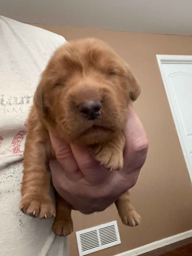 2 Summer Litters Red & Mahogany Golden Retreivers media 4