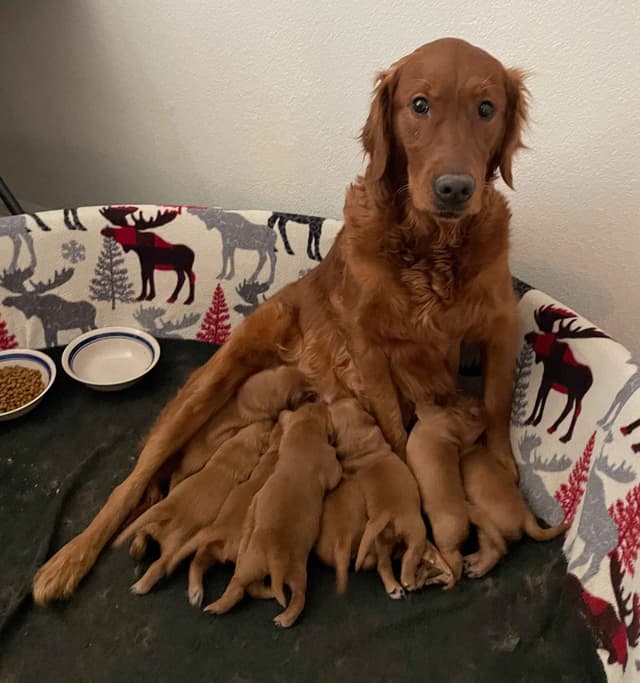 2 Summer Litters Red & Mahogany Golden Retreivers media 7