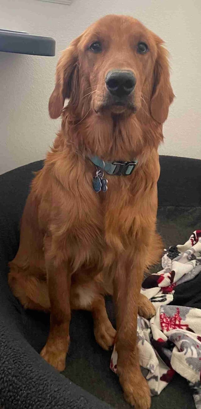 2 Summer Litters Red & Mahogany Golden Retreivers media 9