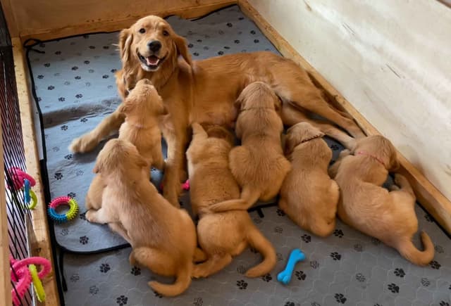 2 Summer Litters Red & Mahogany Golden Retreivers media 8