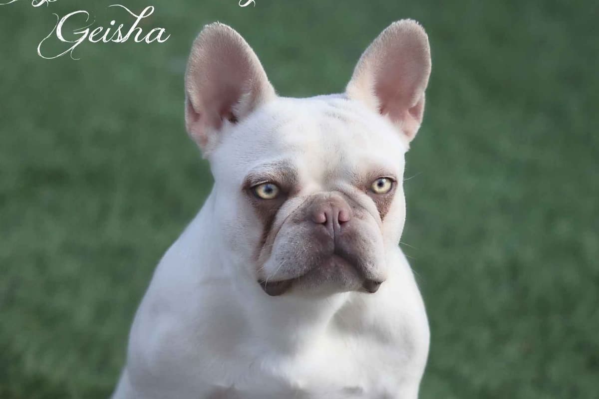 French Bulldog Puppies breeder image 1