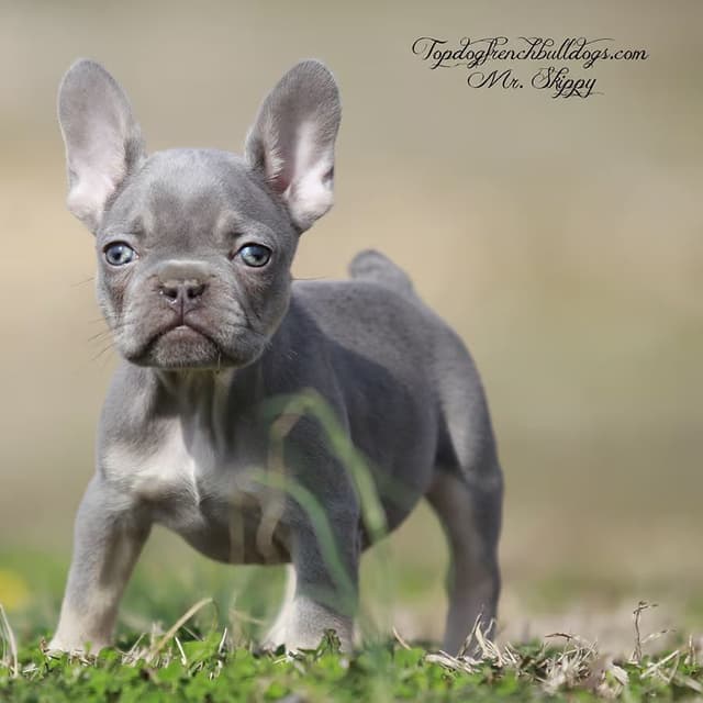 French Bulldog Puppies media 2