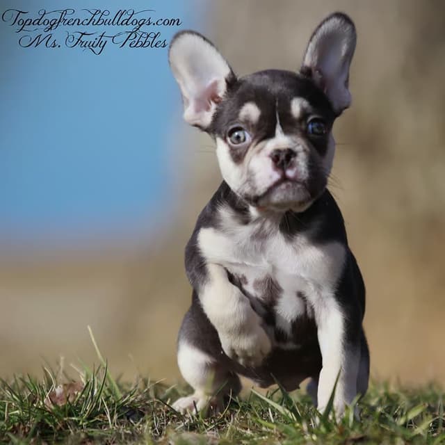 French Bulldog Puppies media 4