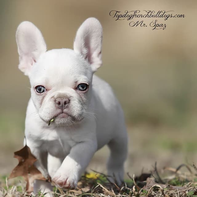 French Bulldog Puppies media 5