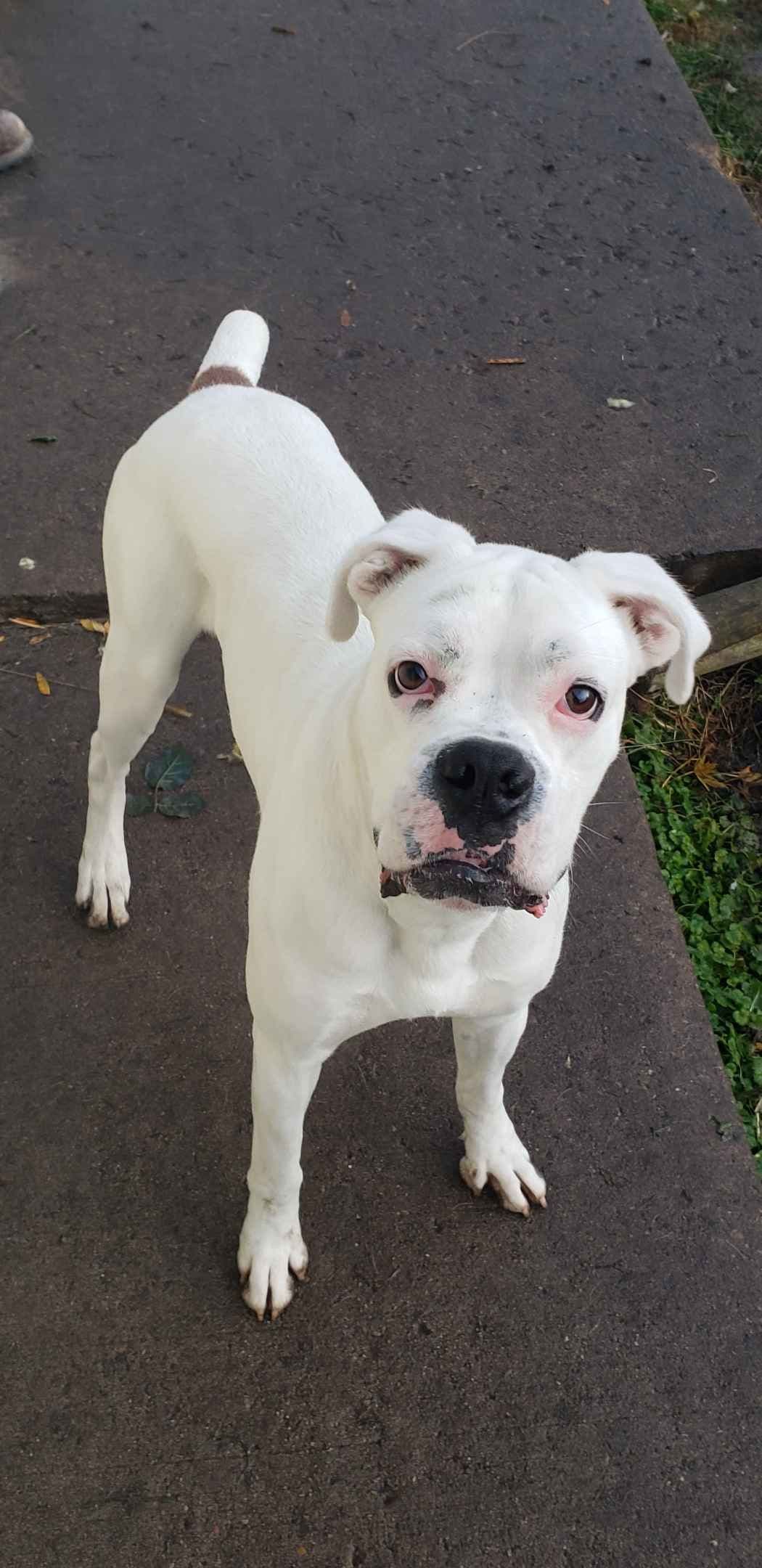 AKC Health Certified Boxer Puppies breeder image 1