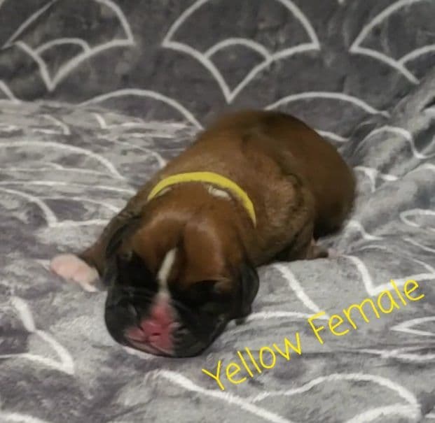 AKC Health Certified Boxer Puppies breeder image 3