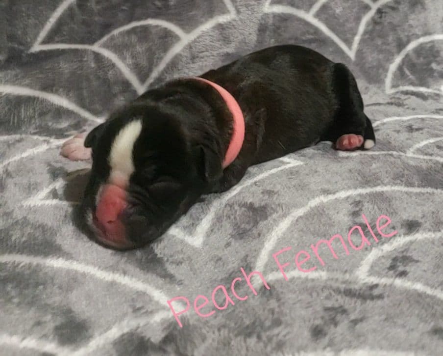 AKC Health Certified Boxer Puppies breeder image 4