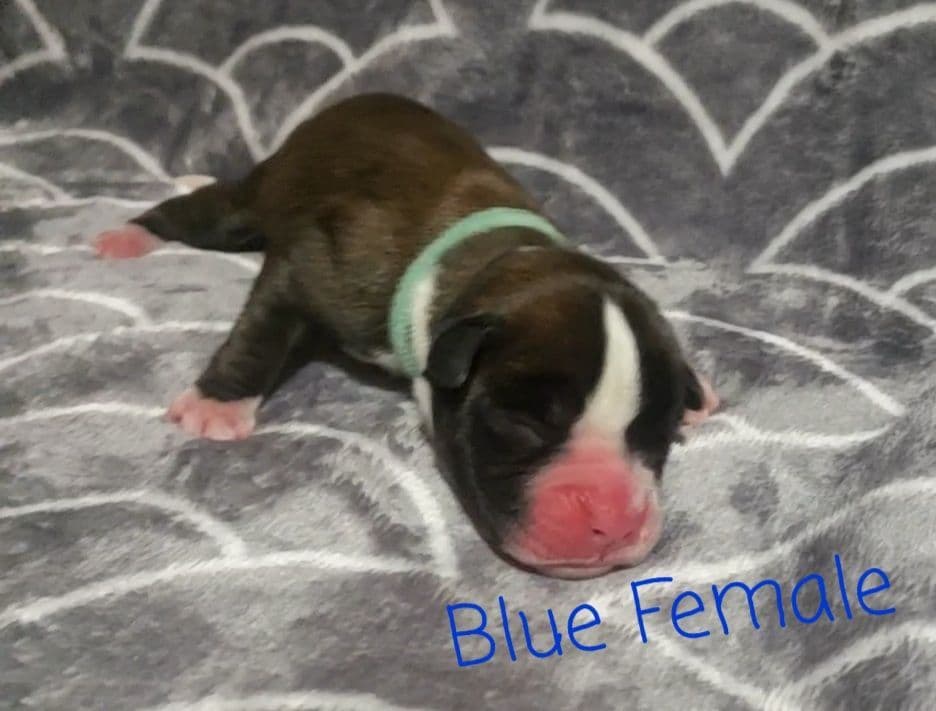 AKC Health Certified Boxer Puppies breeder image 5