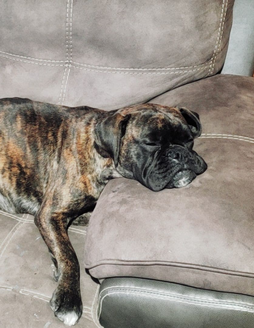 AKC Health Certified Boxer Puppies breeder image 6