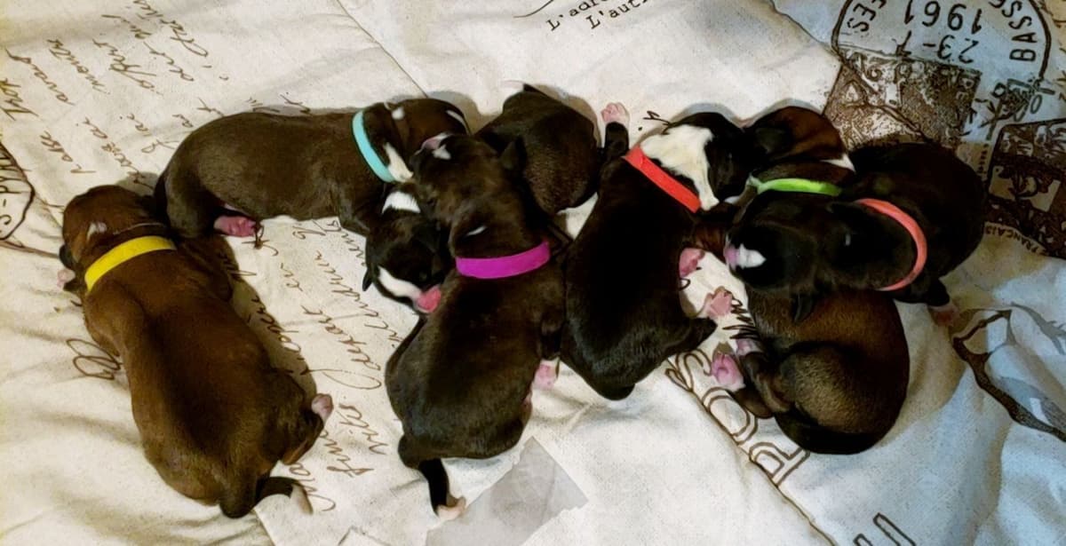 AKC Health Certified Boxer Puppies breeder image 7
