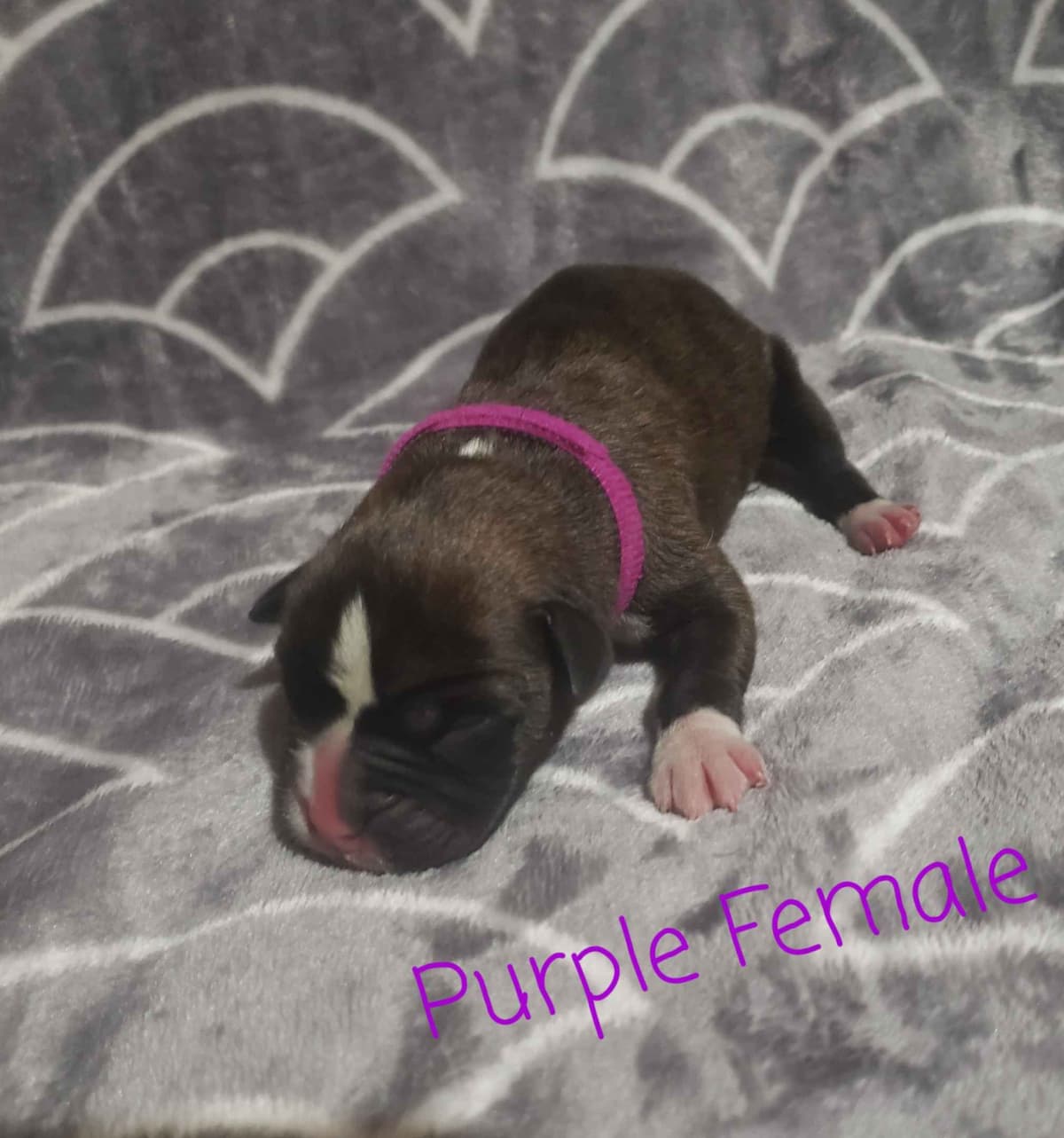 AKC Health Certified Boxer Puppies breeder image 8