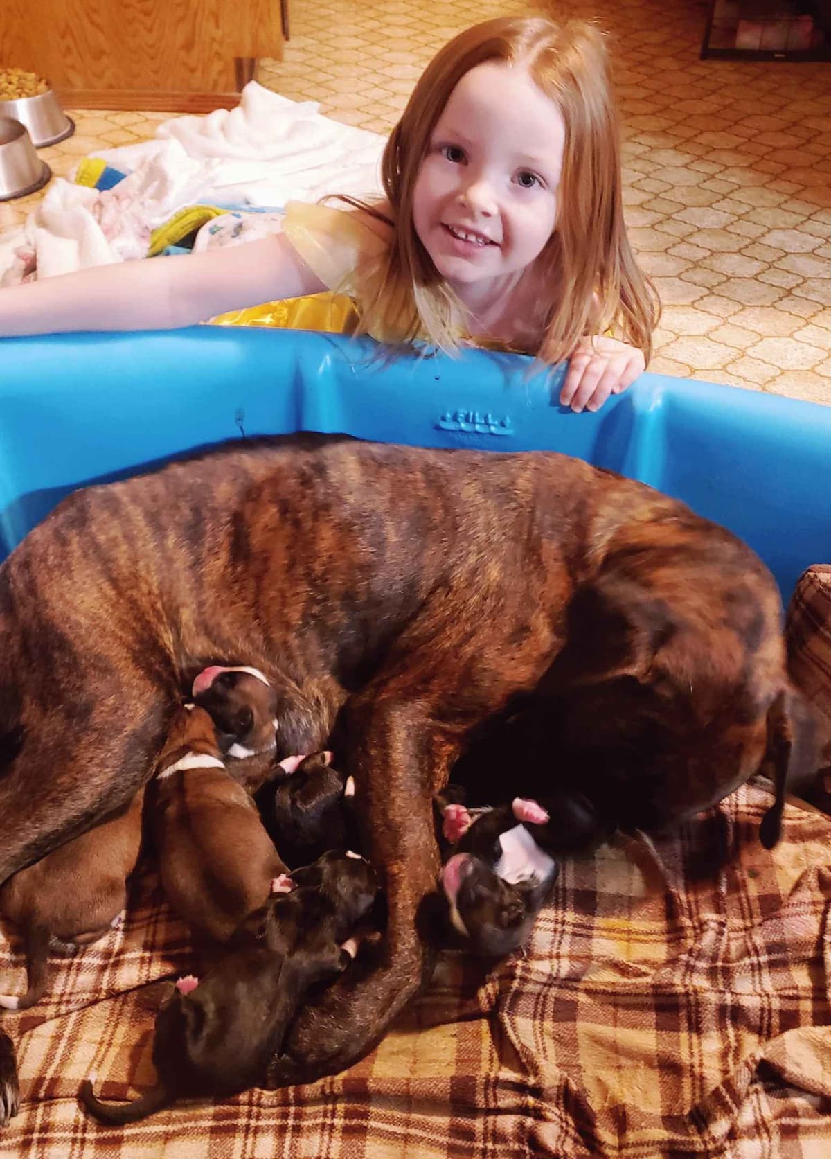 AKC Health Certified Boxer Puppies breeder image 10