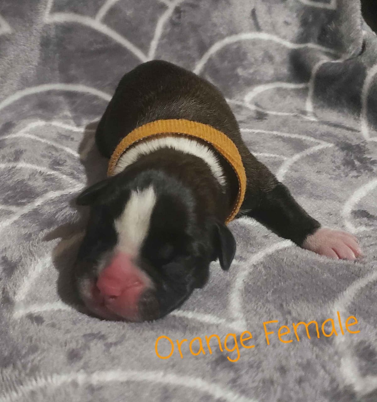 AKC Health Certified Boxer Puppies breeder image 11