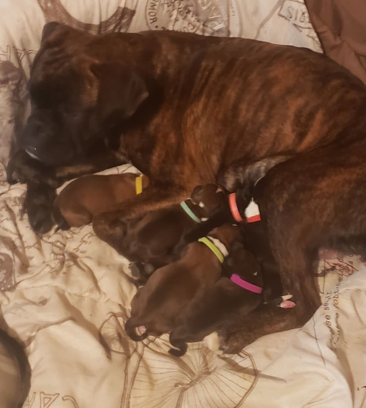 AKC Health Certified Boxer Puppies breeder image 12