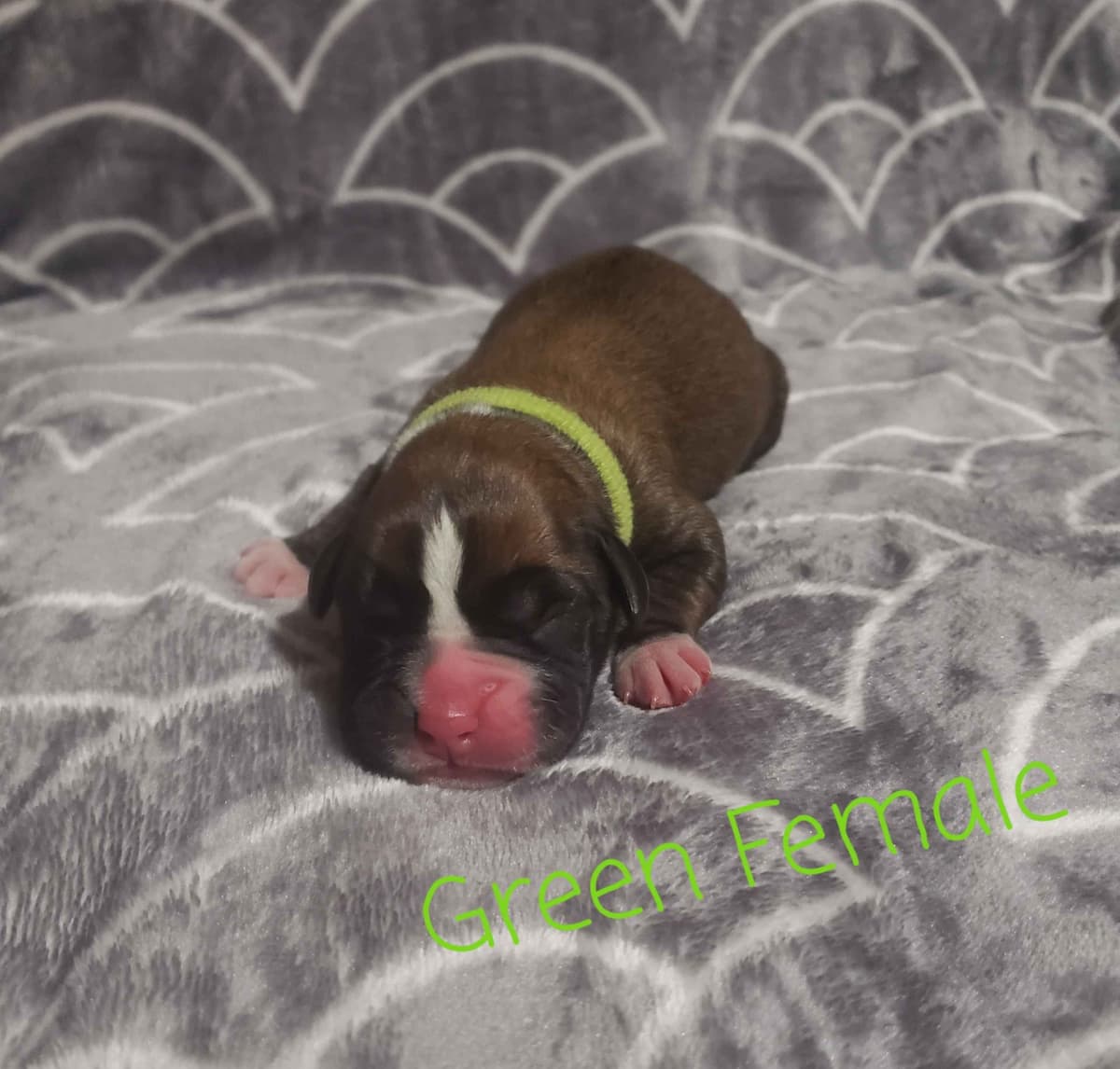 AKC Health Certified Boxer Puppies breeder image 13