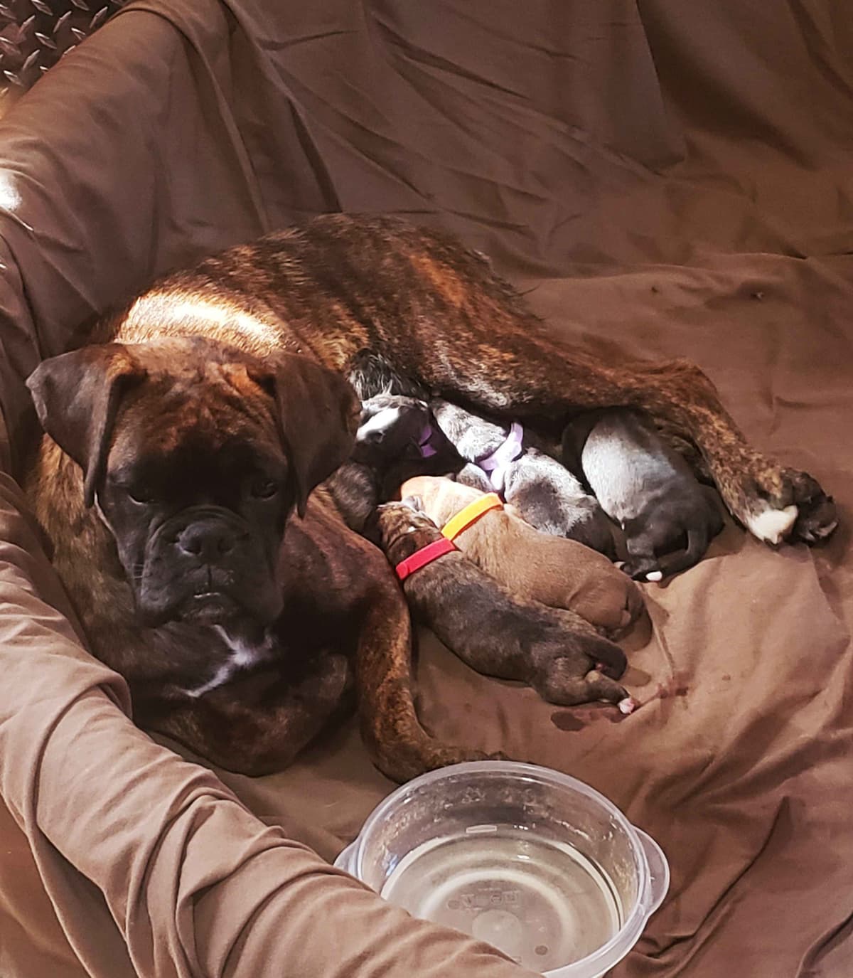 AKC Health Certified Boxer Puppies breeder image 14