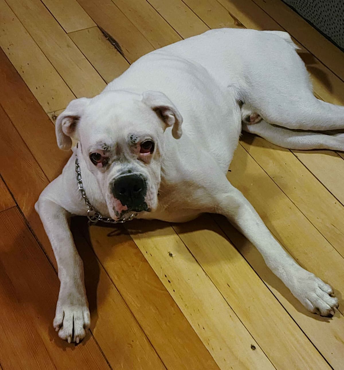 AKC Health Certified Boxer Puppies breeder image 15