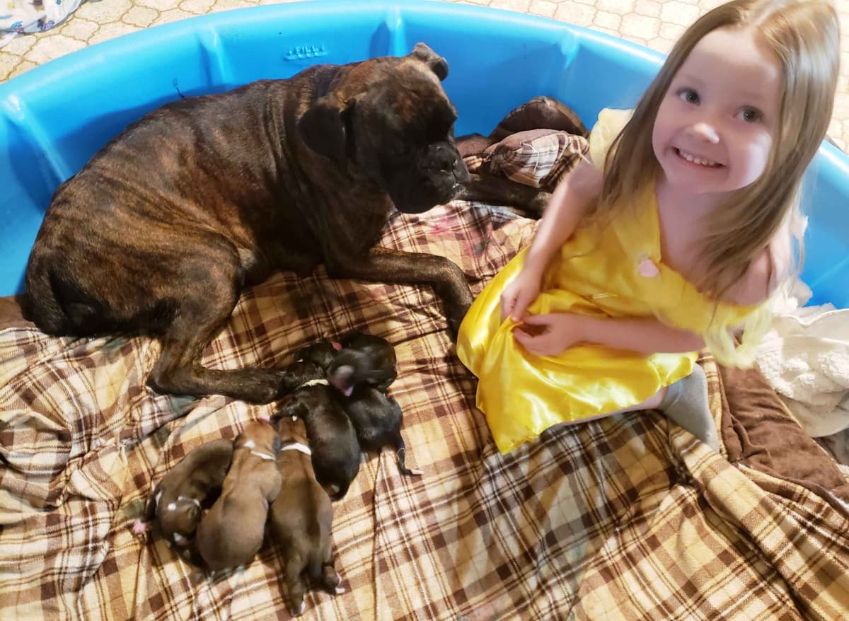 AKC Health Certified Boxer Puppies breeder image 16