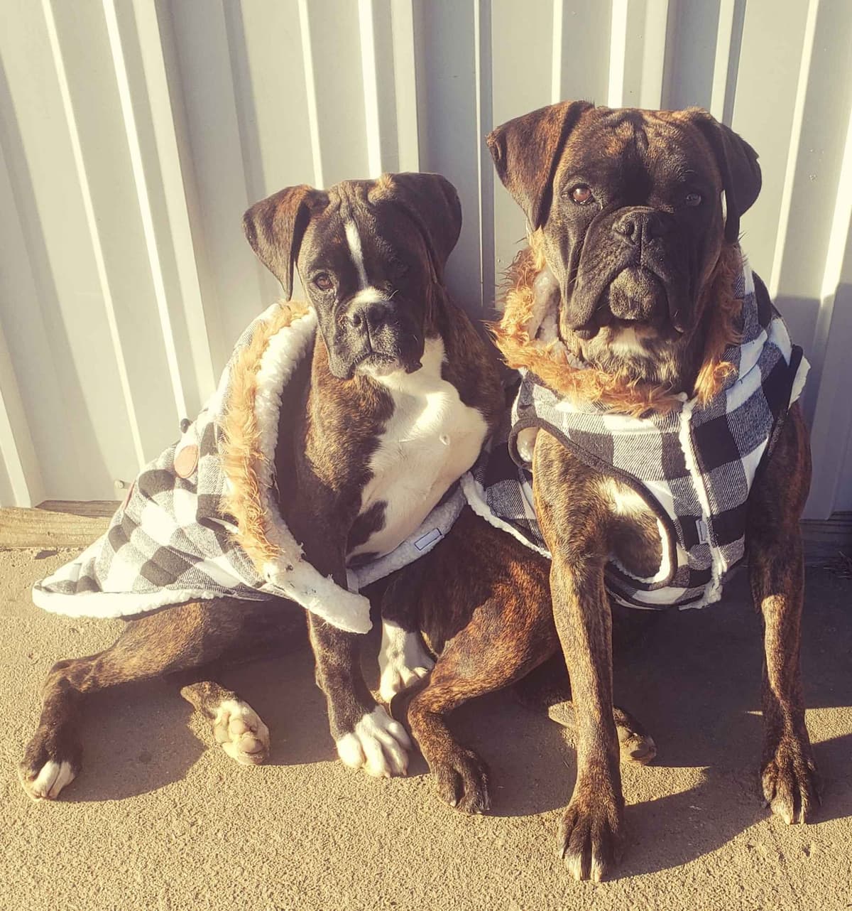 AKC Health Certified Boxer Puppies breeder image 17