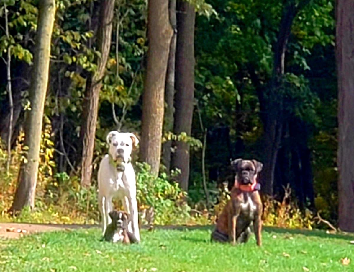 AKC Health Certified Boxer Puppies breeder image 18