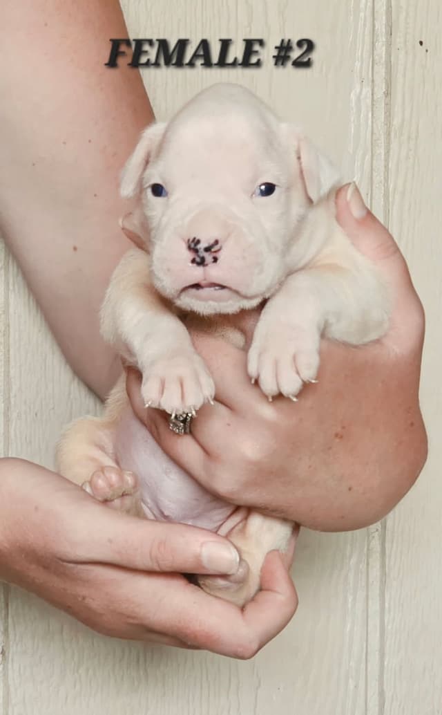 AKC Health Certified Boxer Puppies! media 2