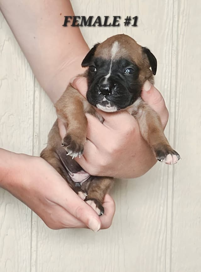 AKC Health Certified Boxer Puppies! media 3