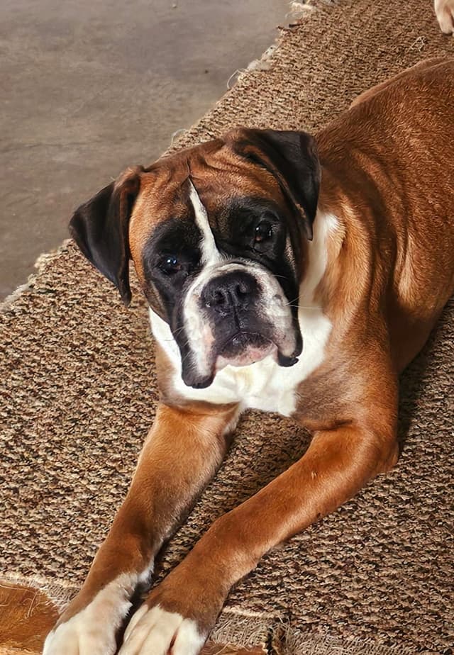 AKC Health Certified Boxer Puppies! media 5