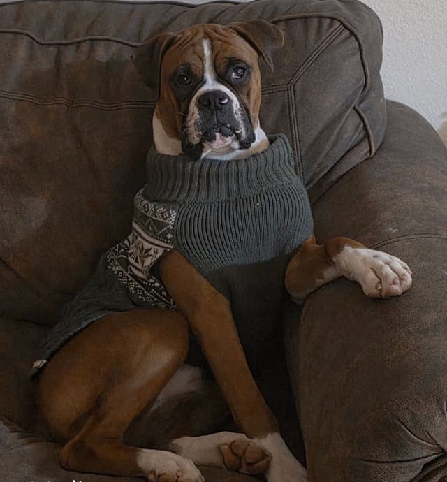 AKC Health Certified Boxer Puppies! media 4