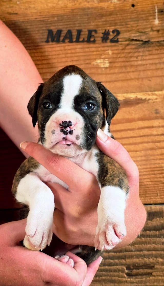 AKC Health Certified Boxer Puppies media 2