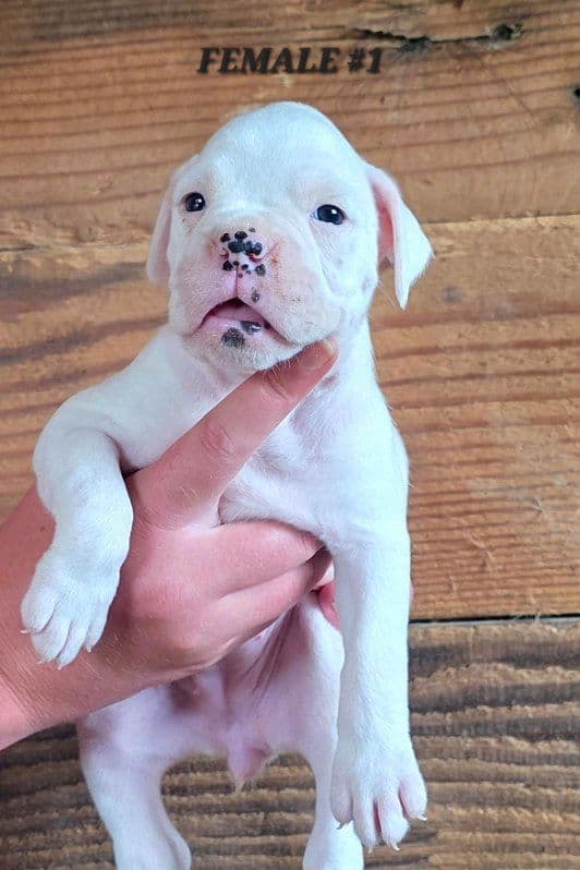 AKC Health Certified Boxer Puppies media 3