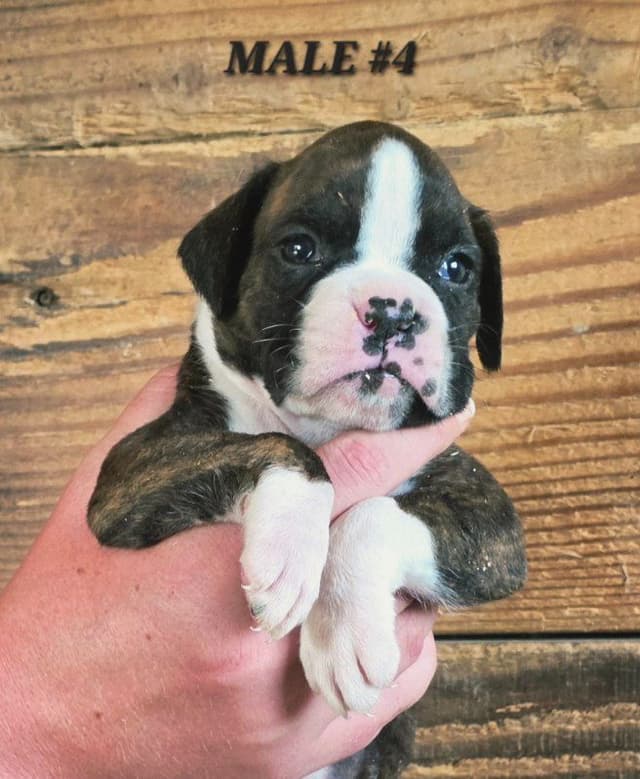 AKC Health Certified Boxer Puppies media 4