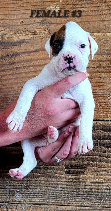 AKC Health Certified Boxer Puppies media 6