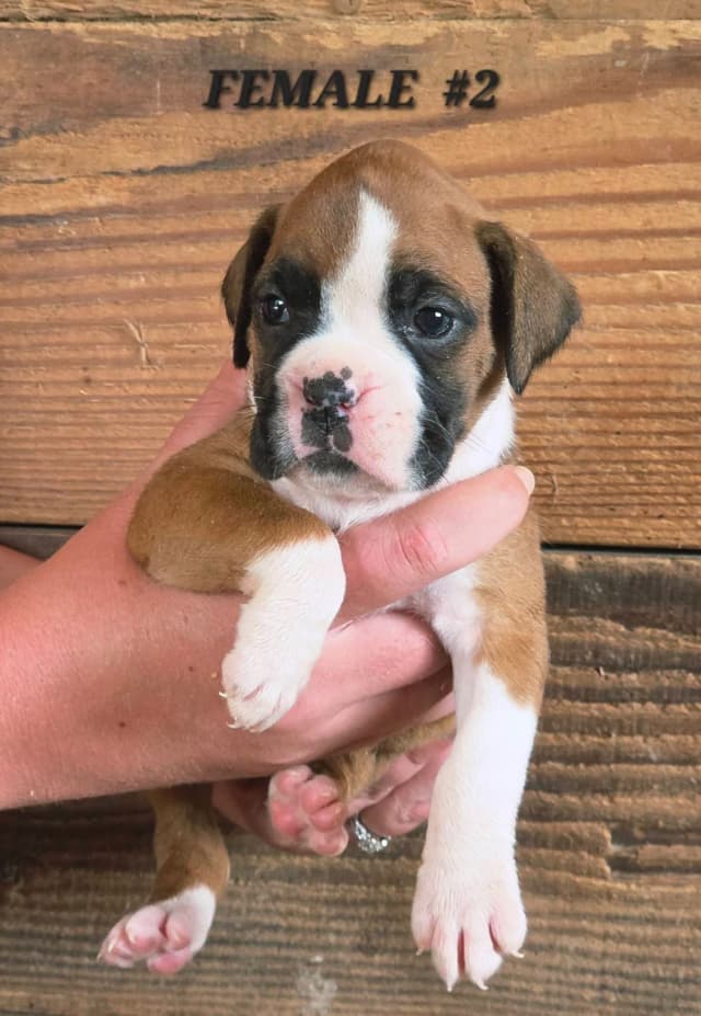 AKC Health Certified Boxer Puppies media 7