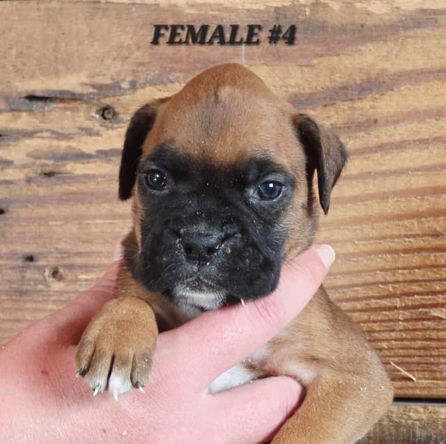 AKC Health Certified Boxer Puppies media 8