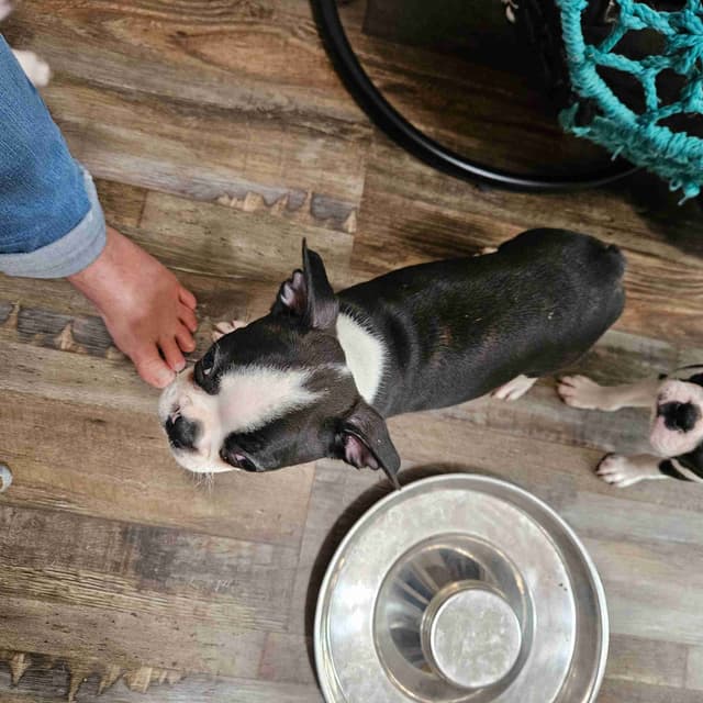 Boston Terrier Puppies media 2