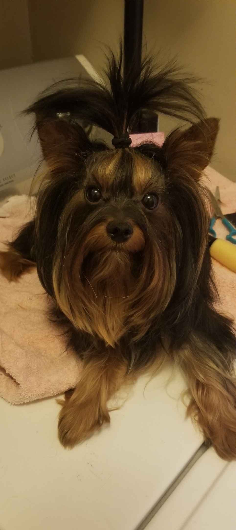 Yorkshire Terrier Puppies breeder image 1