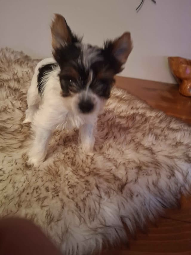 Yorkshire Terrier Puppies media 4